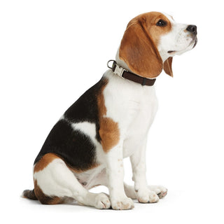 Dog collar Hunter Basic Alu-Strong Red Size L (45-65 cm)