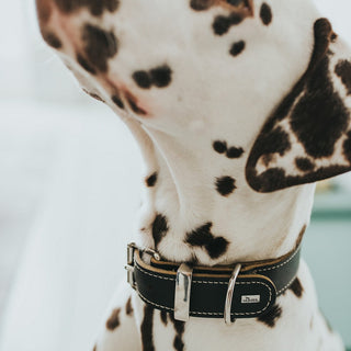 Dog collar Hunter Aalborg Black (30-38 cm)