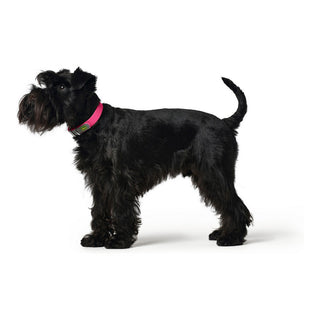 Dog collar Hunter Covenience XS-S Pink (23-31 cm)