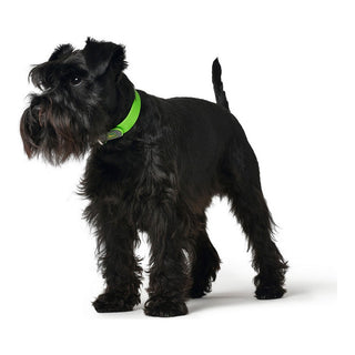 Dog collar Hunter Convenience Size S Green (28-36 cm)