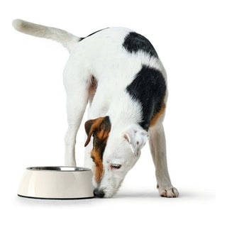 Dog Feeder Hunter Melamin Stainless steel White 350 ml (18,5 x 18,5 x