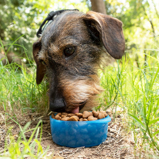 Bottiglia da 2 in 1 con container per acqua e alimenti per animali domestici Pettap