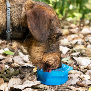 Bottiglia da 2 in 1 con container per acqua e alimenti per animali domestici Pettap